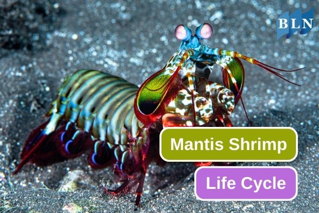 7 Stages Of Mantis Shrimp Life Cycle